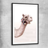 Animal wall art and canvas prints of Bohemian Camel with black glass front frame