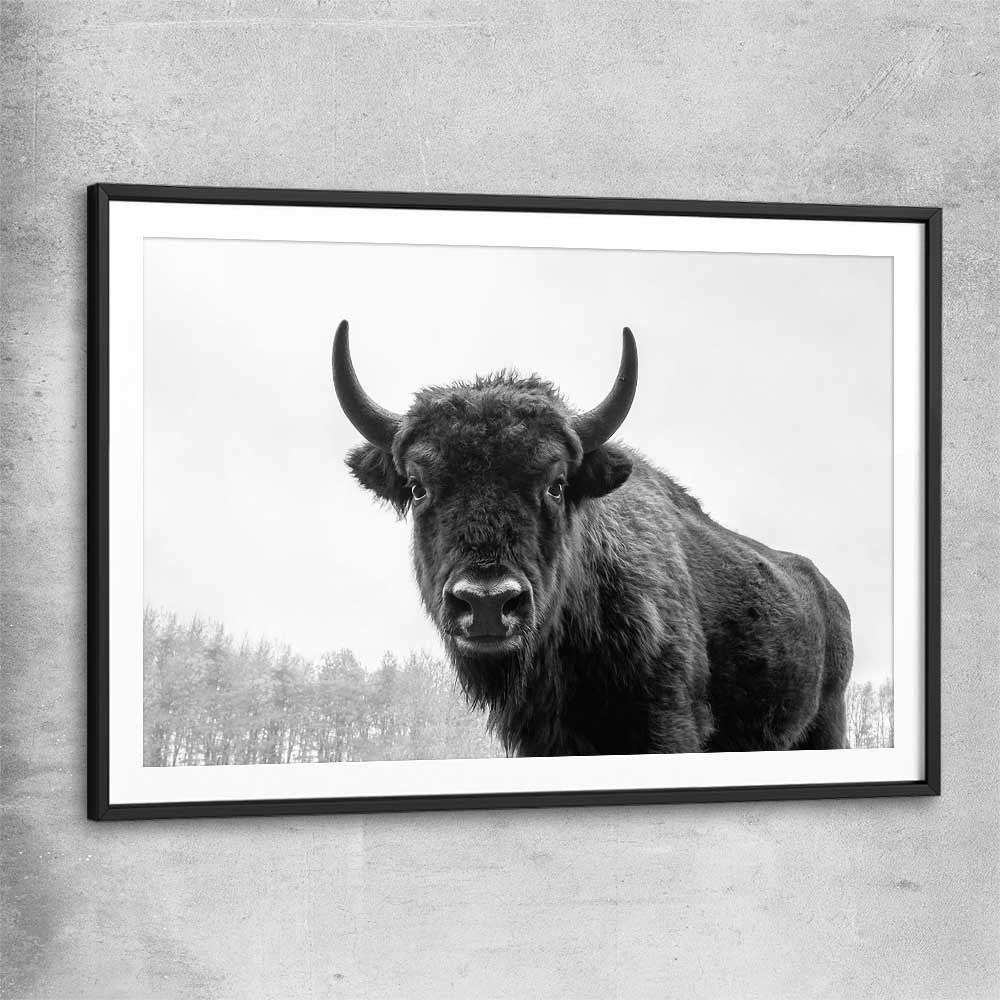 Animal wall art and canvas prints of Buffalo Gaze with black glass front frame