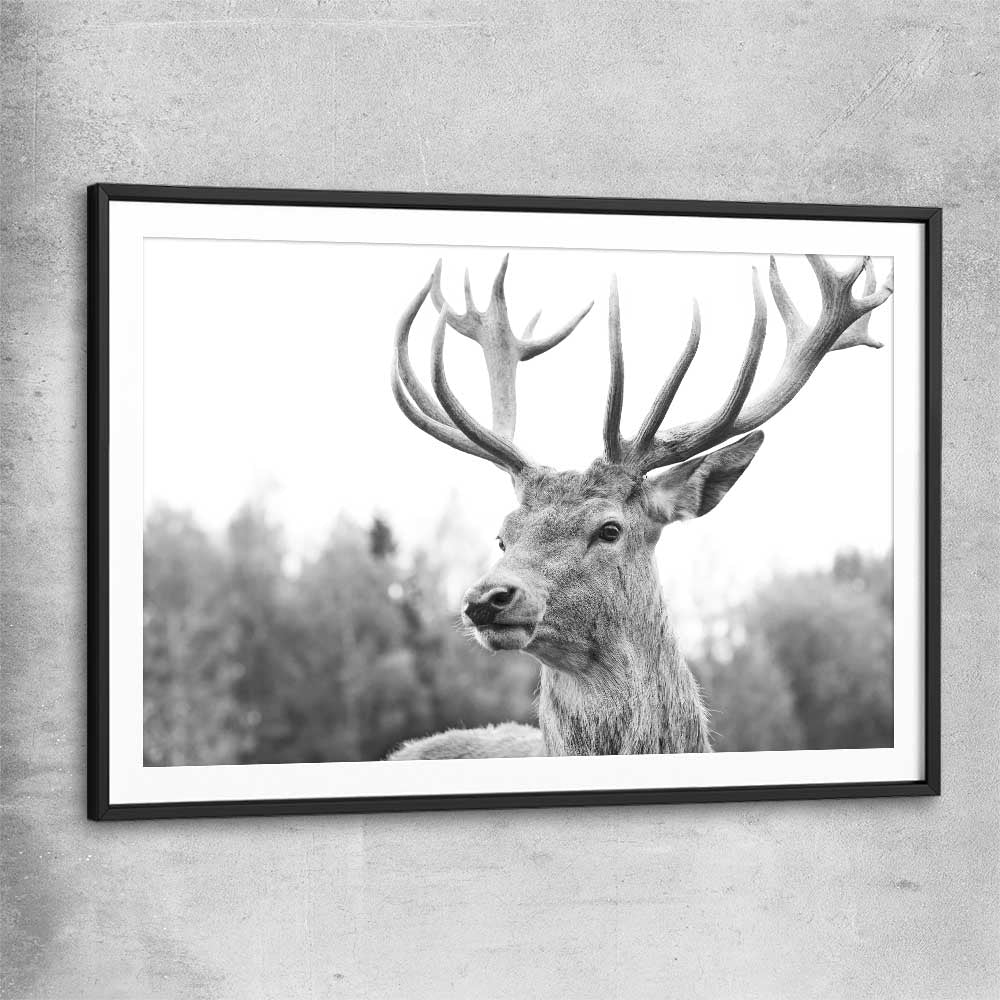 Animal wall art and canvas prints of Deer Focus with black glass front frame