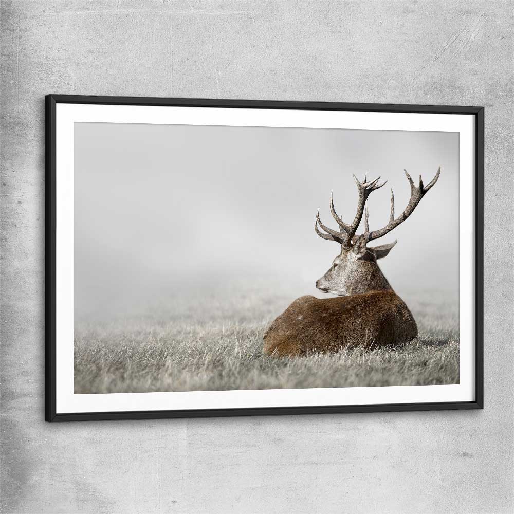Animal wall art and canvas prints of Deer Solitude with black glass front frame