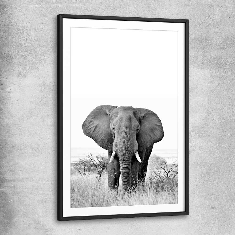Animal wall art and canvas prints of Elephant Gaze with black glass front frame