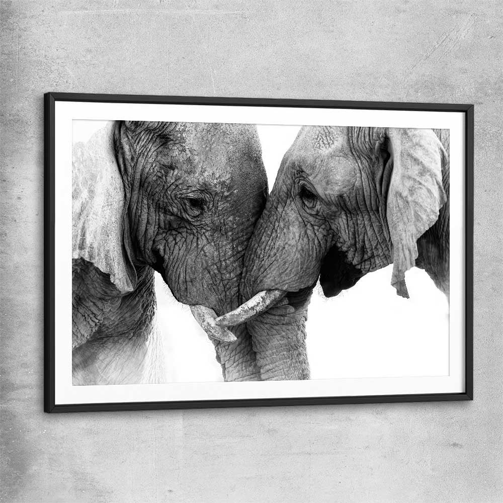 Animal wall art and canvas prints of Elephant Love with black glass front frame