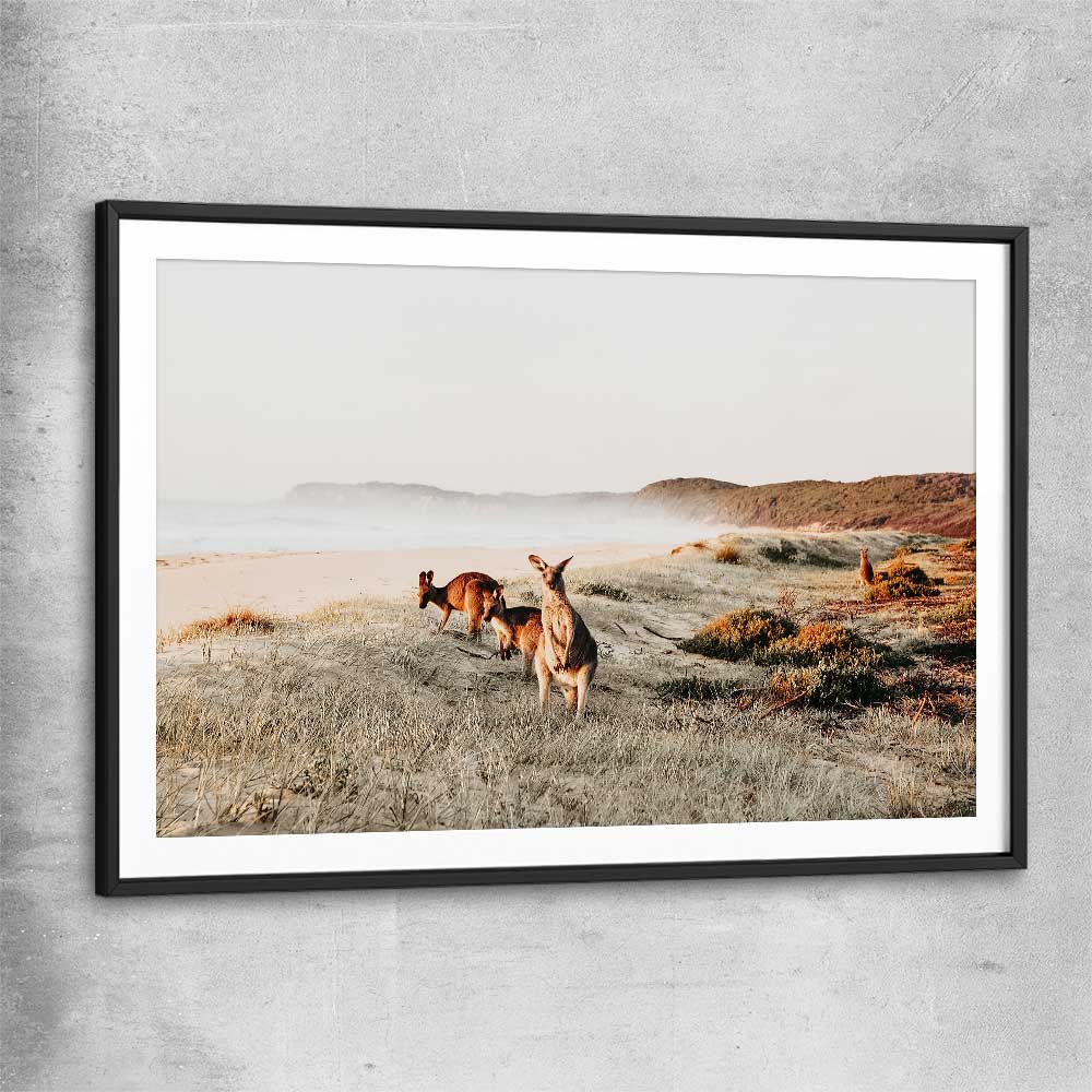 Animal wall art and canvas prints of Grazing Kangaroos with black glass front frame