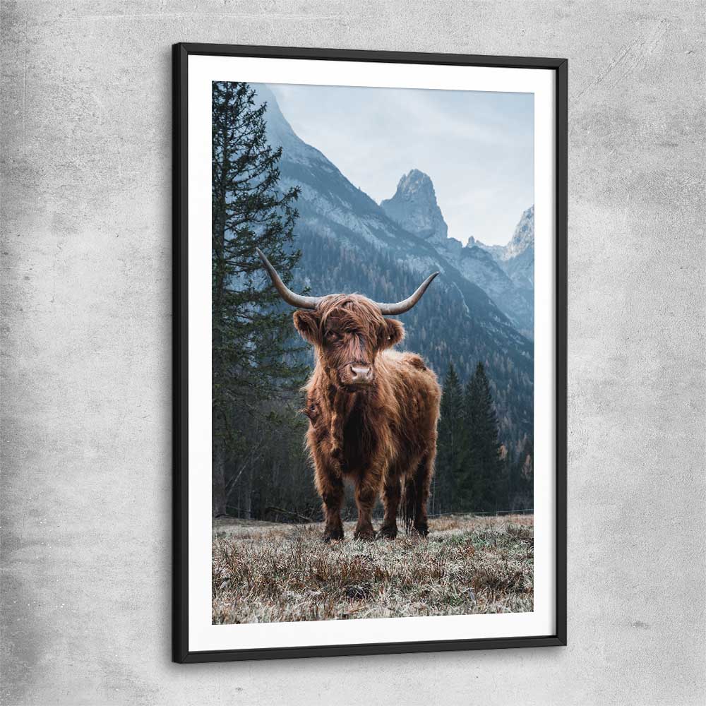 Animal wall art and canvas prints of Growing Highland with black glass front frame