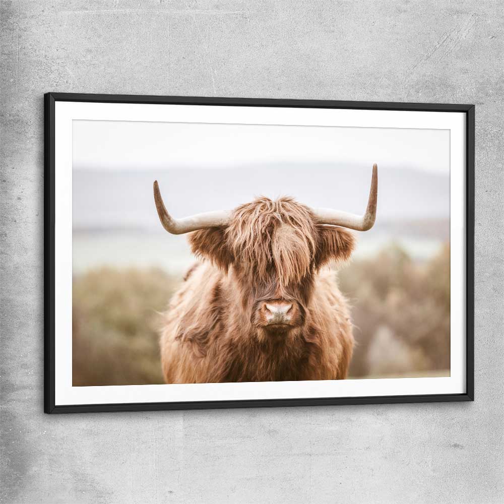 Animal wall art and canvas prints of Highland Cow with black glass front frame