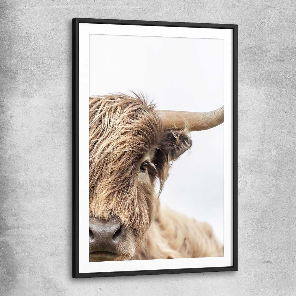 Animal wall art and canvas prints of Highland Graze with black glass front frame