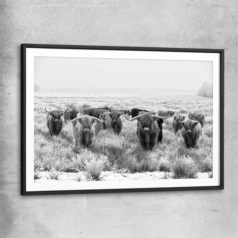 Animal wall art and canvas prints of Highland Monochrome with black glass front frame