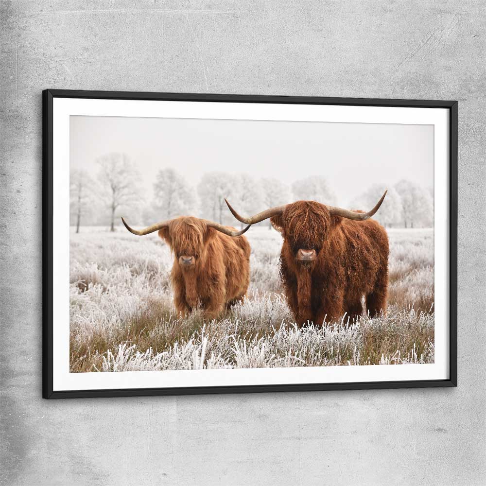 Animal wall art and canvas prints of Highland Pack with black glass front frame