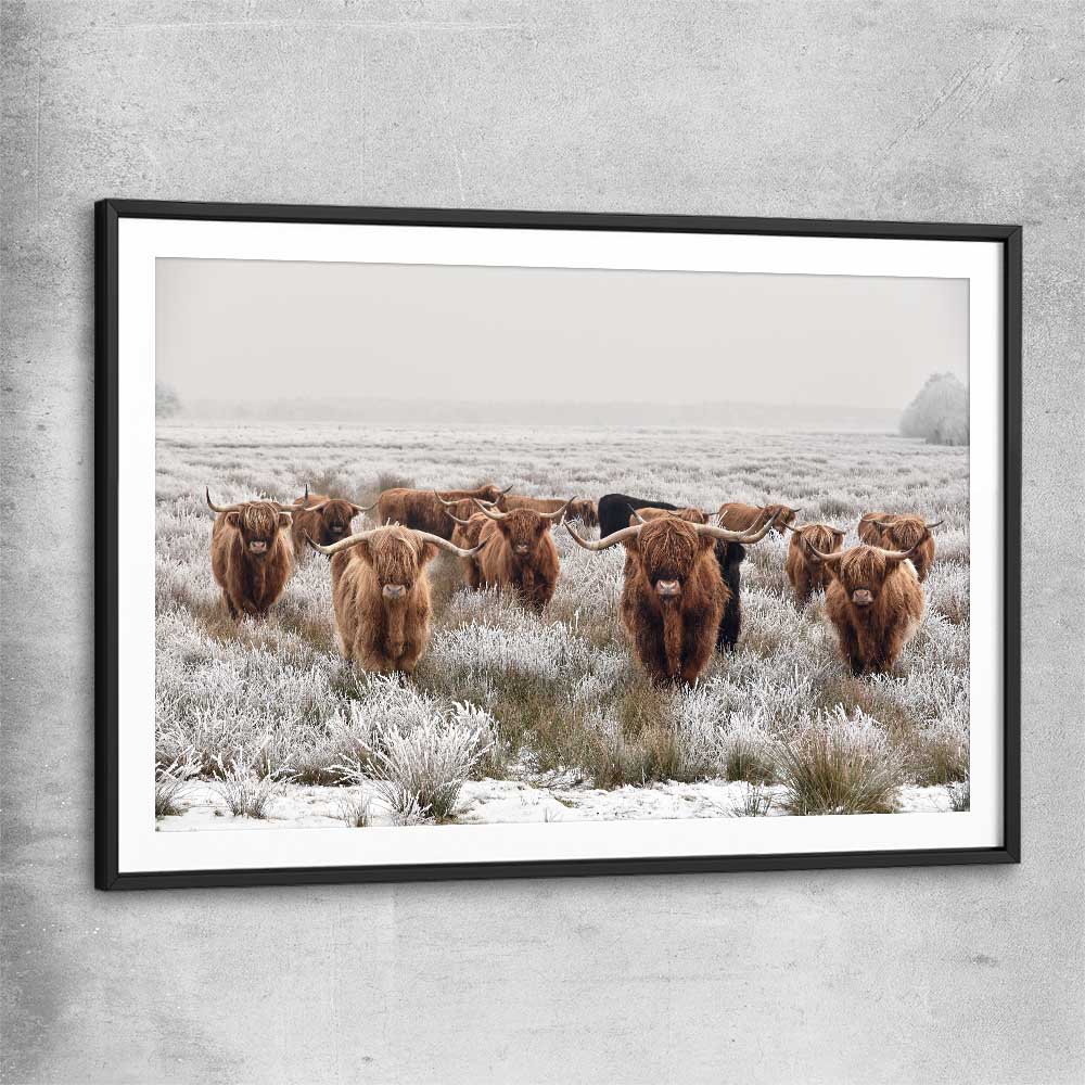 Animal wall art and canvas prints of Highland Ranges with black glass front frame