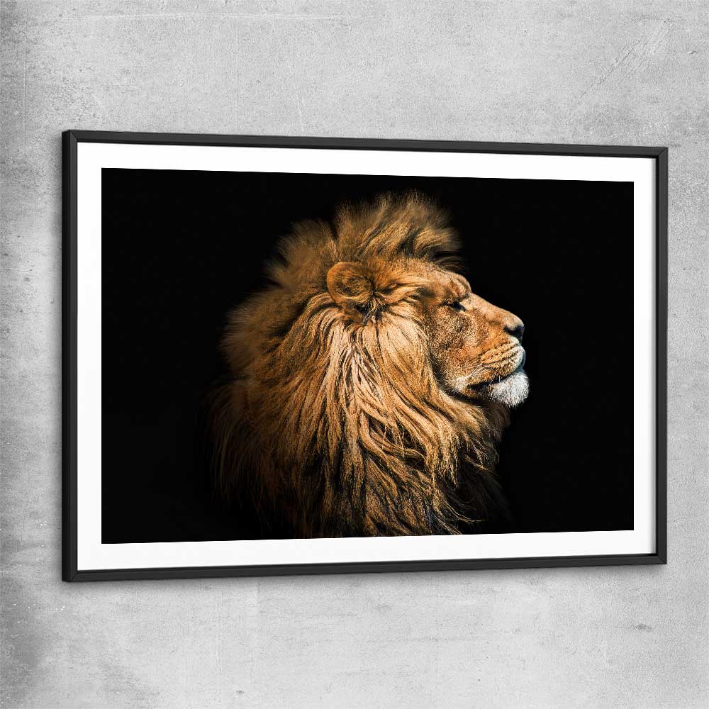 Animal wall art and canvas prints of Lion Mentality with black glass front frame