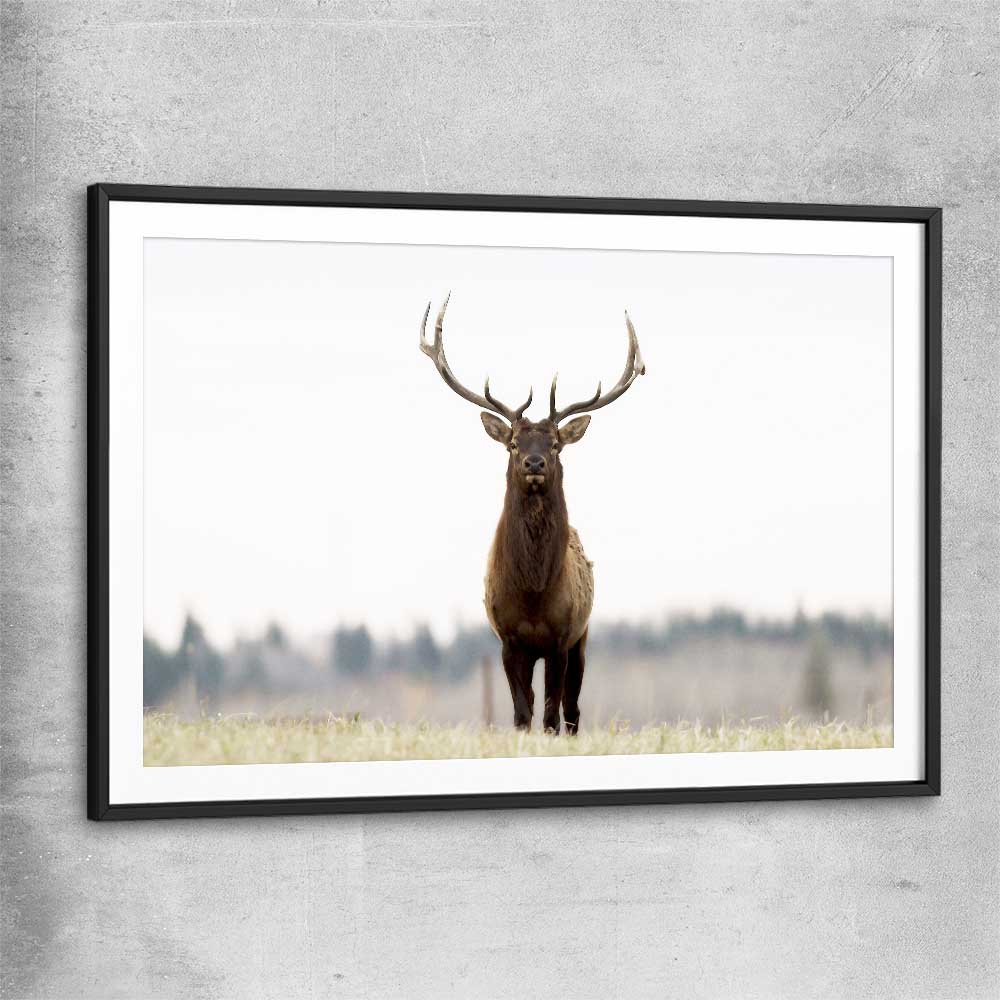 Animal wall art and canvas prints of Lone Deer with black glass front frame