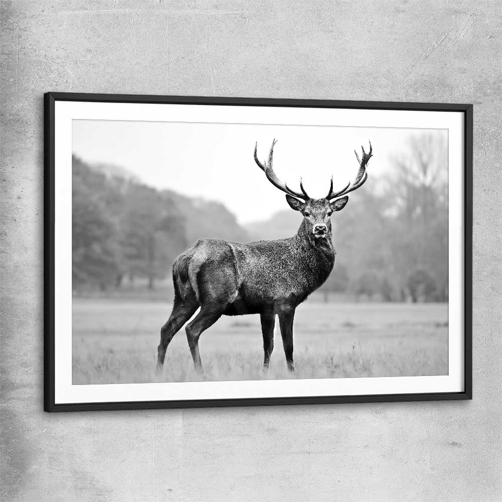 Animal wall art and canvas prints of Majestic Red Deer with black glass front frame