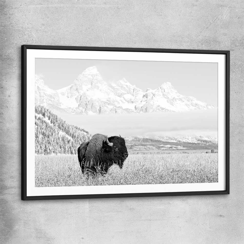 Animal wall art and canvas prints of Mountain Bison with black glass front frame