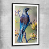 Animal wall art and canvas prints of New Zealand Tui with black glass front frame