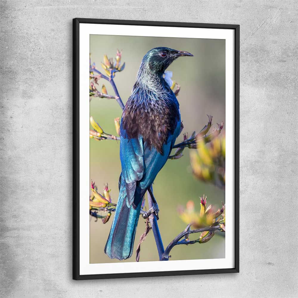 Animal wall art and canvas prints of New Zealand Tui with black glass front frame