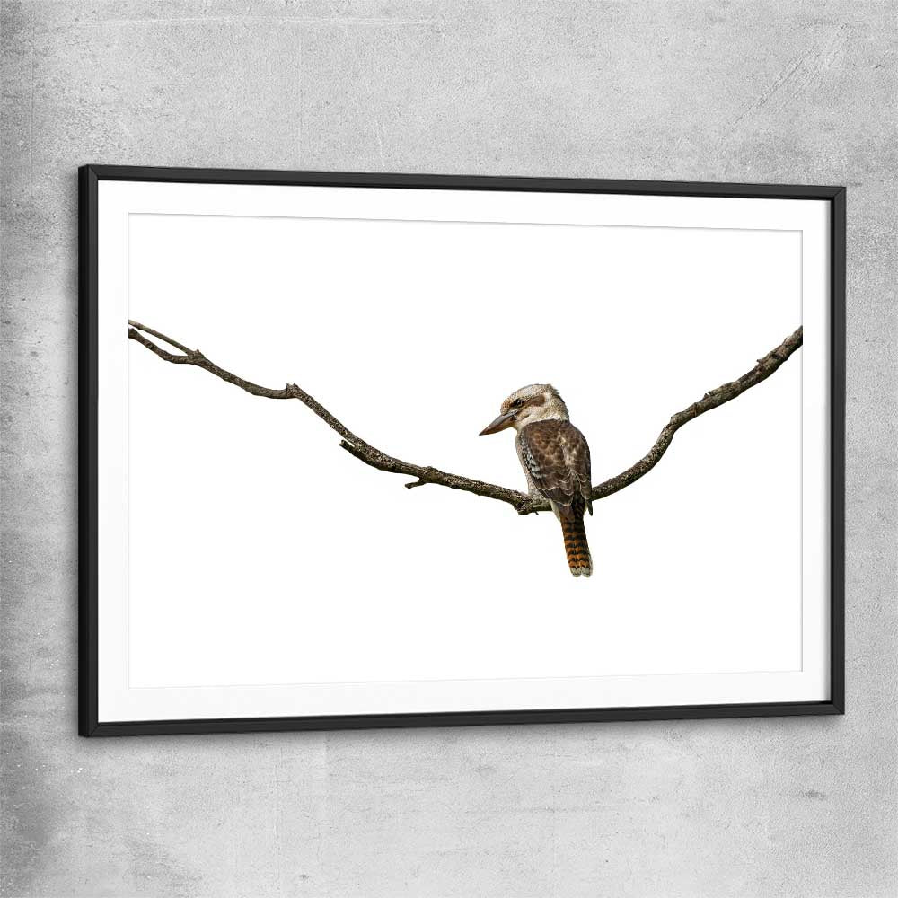 Animal wall art and canvas prints of Perched Kookaburra with black glass front frame