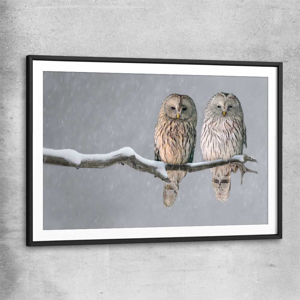 Animal wall art and canvas prints of Perched Owls with black glass front frame