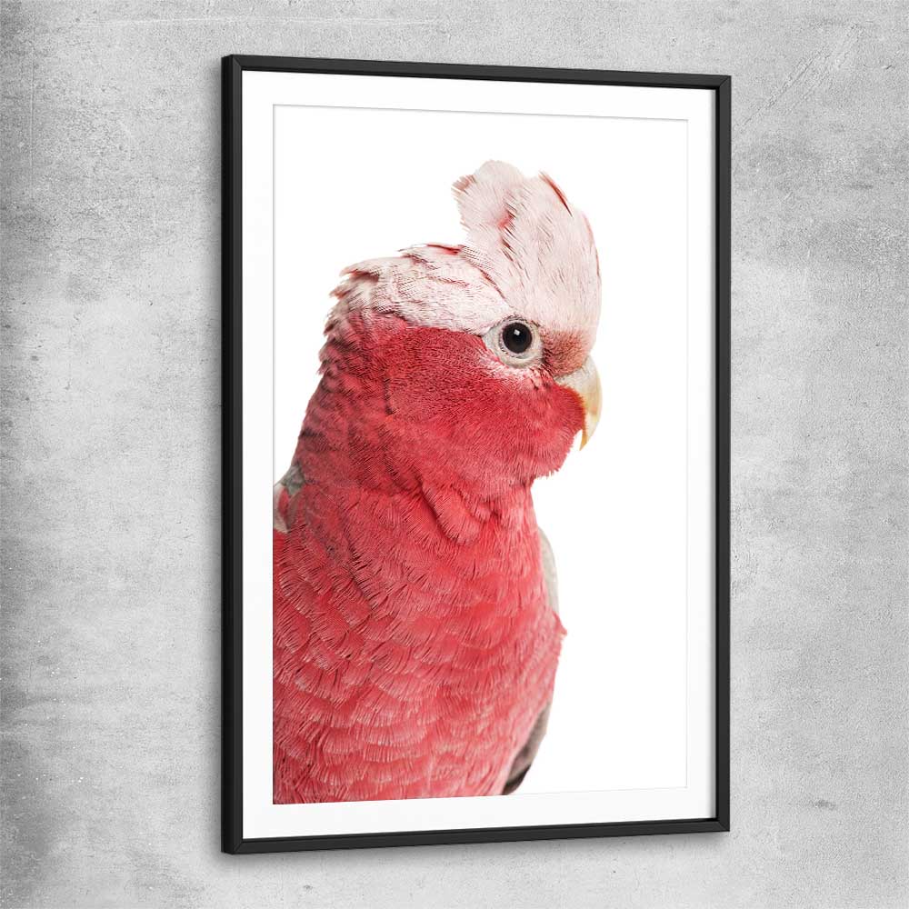 Animal wall art and canvas prints of Pink Cockatoo with black glass front frame