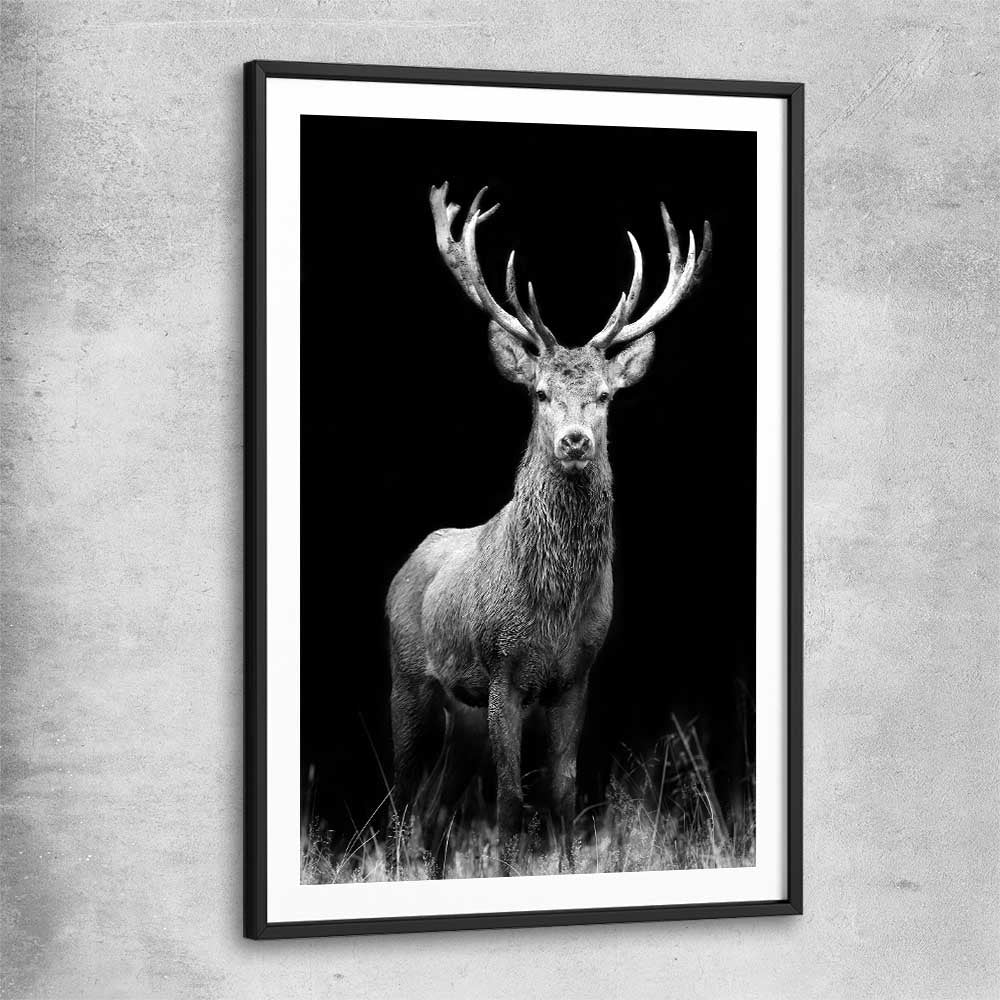 Animal wall art and canvas prints of Red Deer Gaze with black glass front frame
