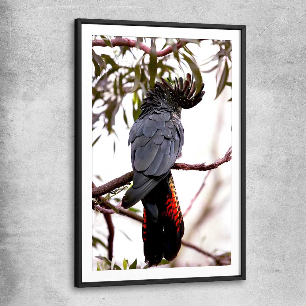 Animal wall art and canvas prints of Red Tail Cockatoo with black glass front frame