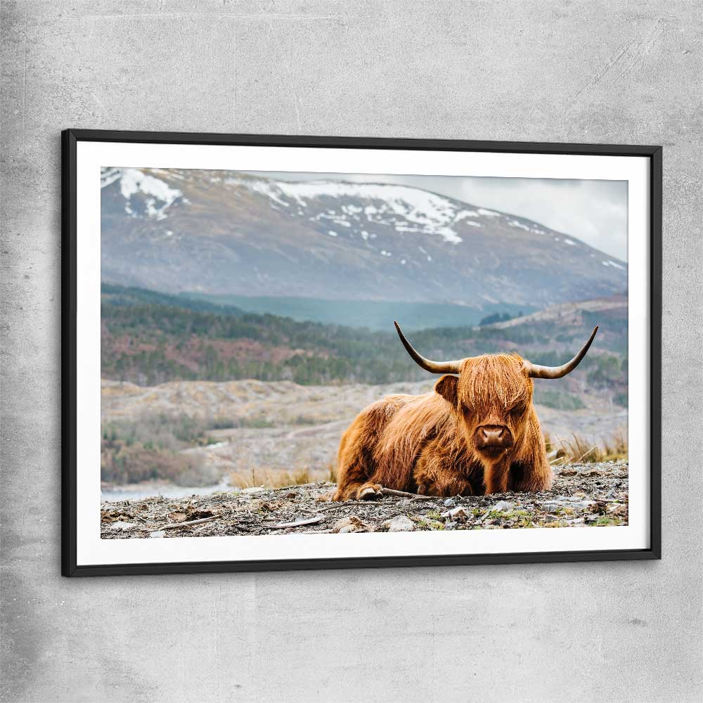 Animal wall art and canvas prints of Relaxing Highland with black glass front frame
