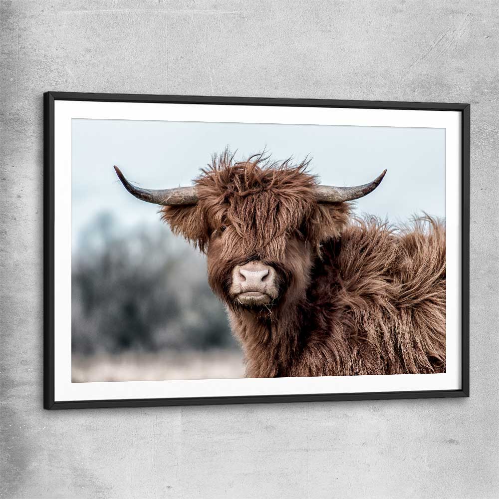Animal wall art and canvas prints of Scottish Highland with black glass front frame