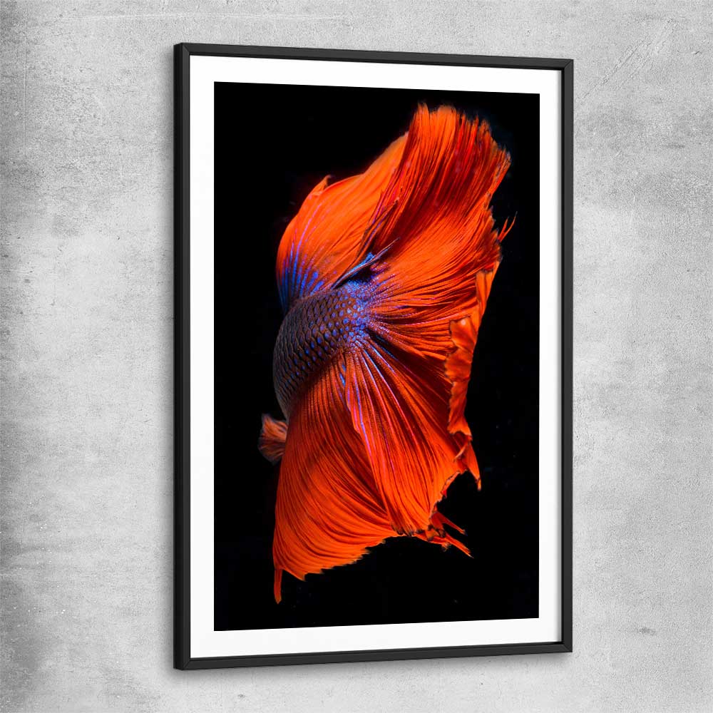 Animal wall art and canvas prints of Siamese Fighter with black glass front frame