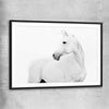 Animal wall art and canvas prints of White Horse with black glass front frame