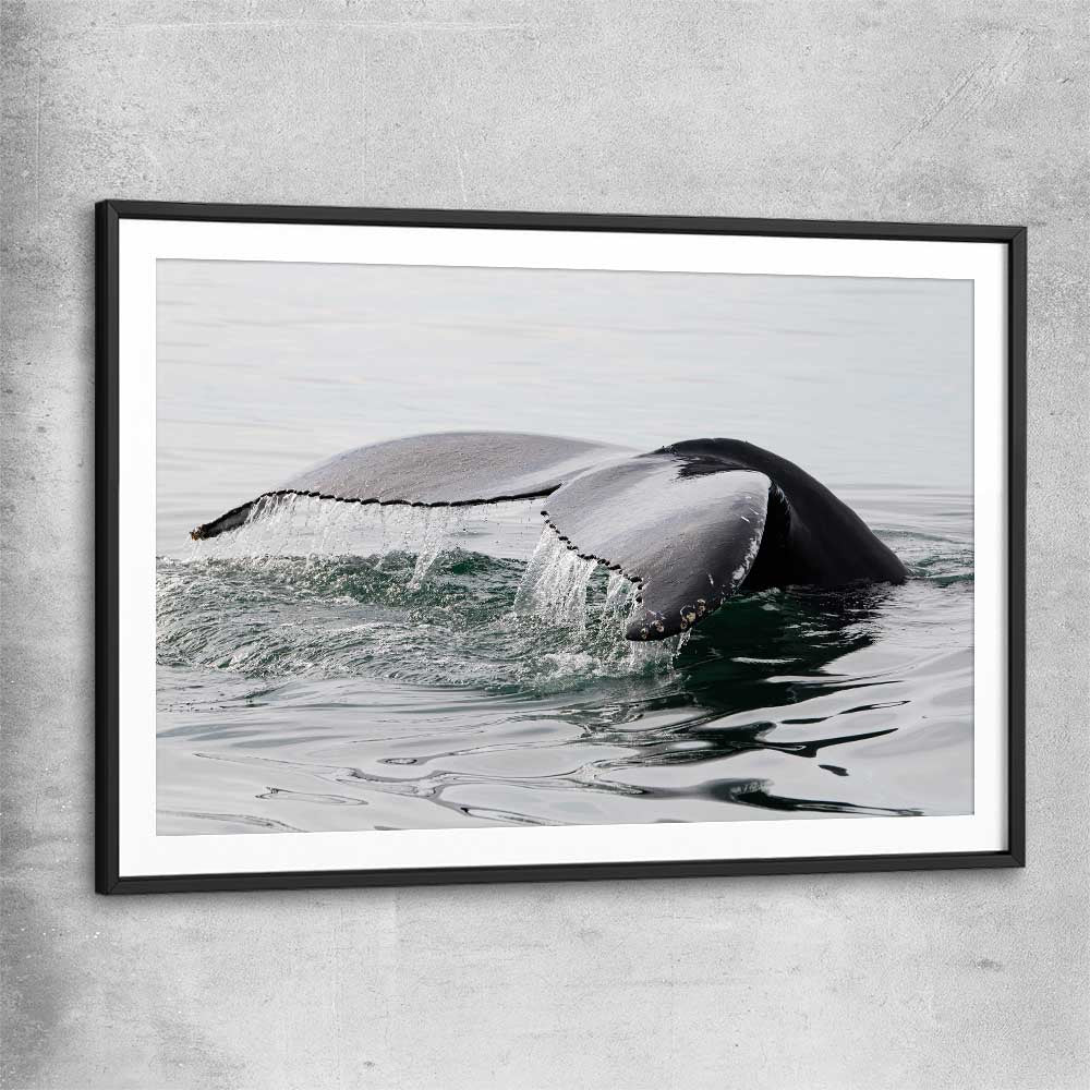 Beach and coastal wall art print of Humpback Whale with black glass front frame