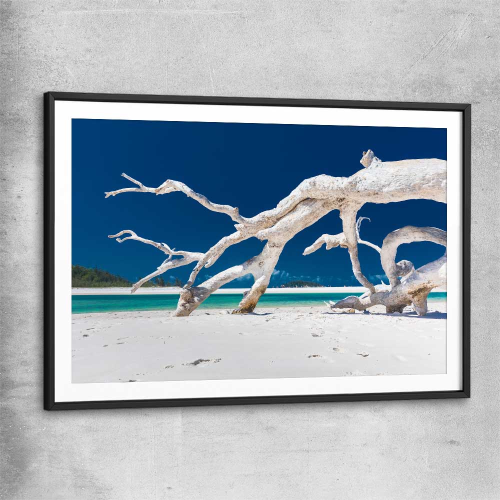 Beach and coastal wall art print of Whitsundays Driftwood with black glass front frame