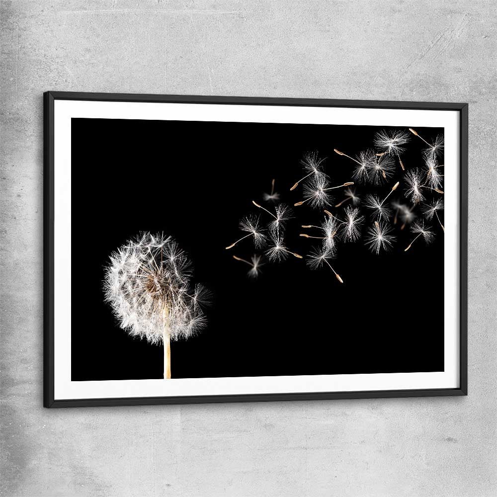 Floral print of Blowing Dandelion with black glass front frame