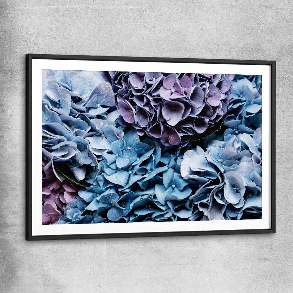 Floral print of Blue Hydrangea with black glass front frame