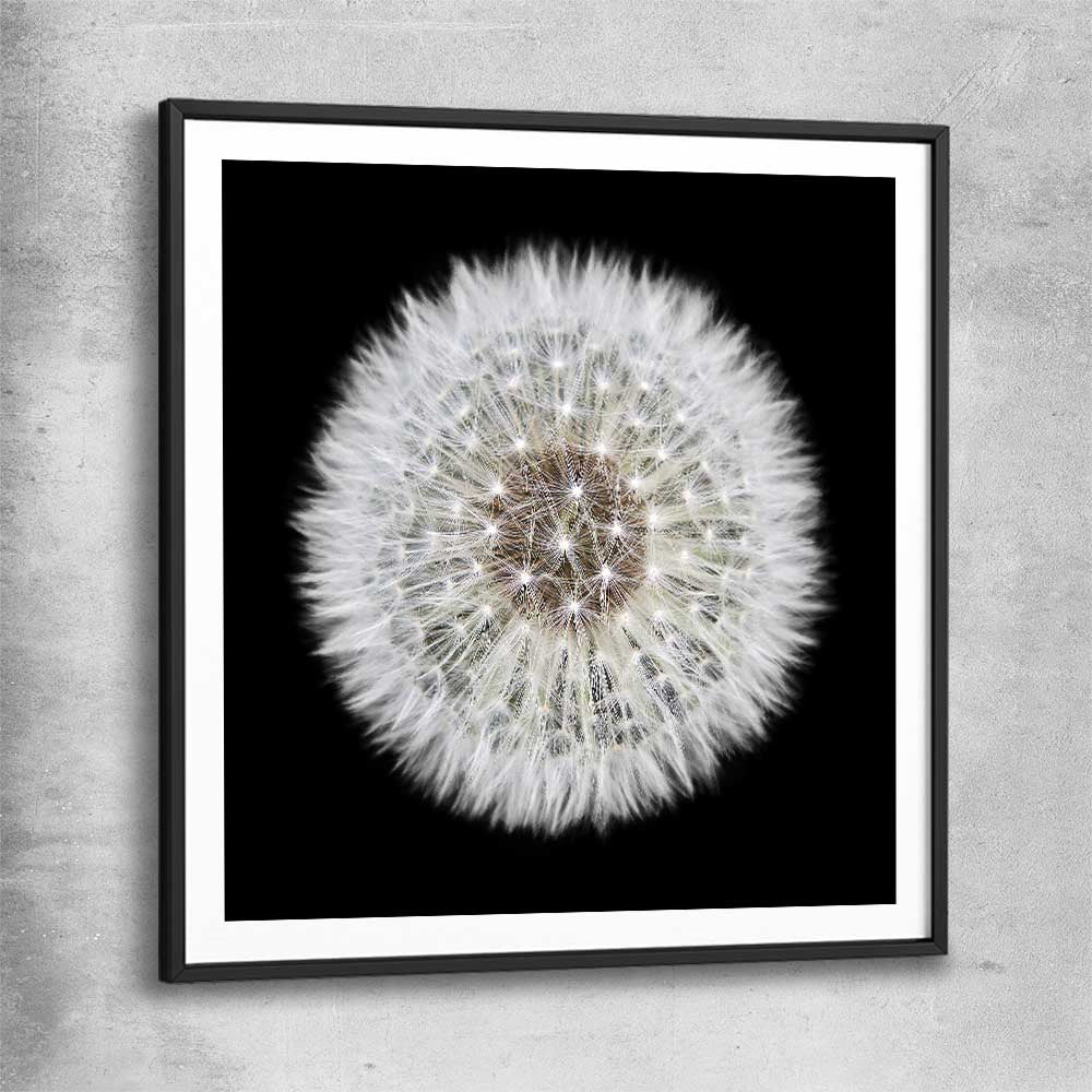 Inspirational wall art print of Isolated Dandelion with black glass front frame