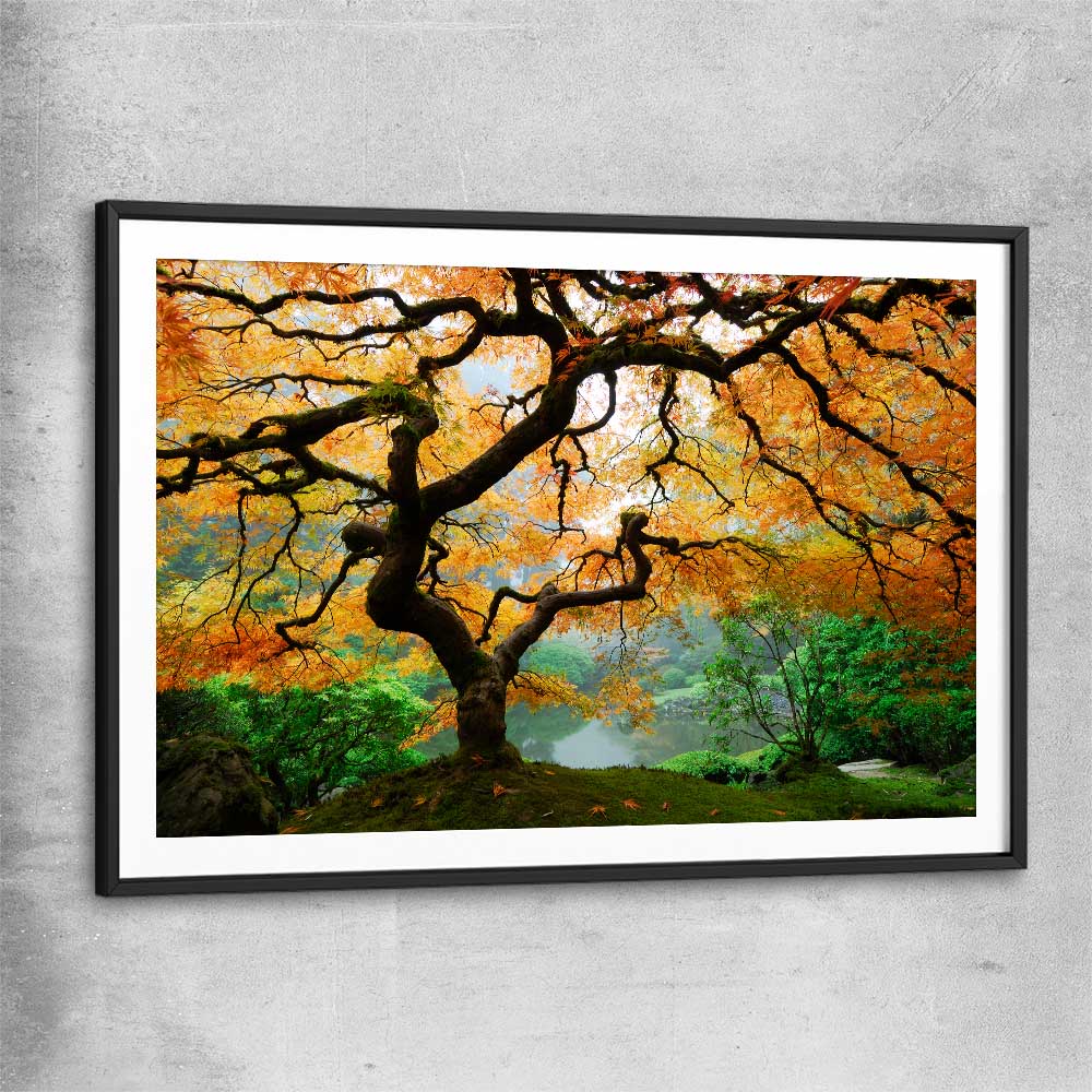 Floral print of Japanese Maple Tree with black glass front frame