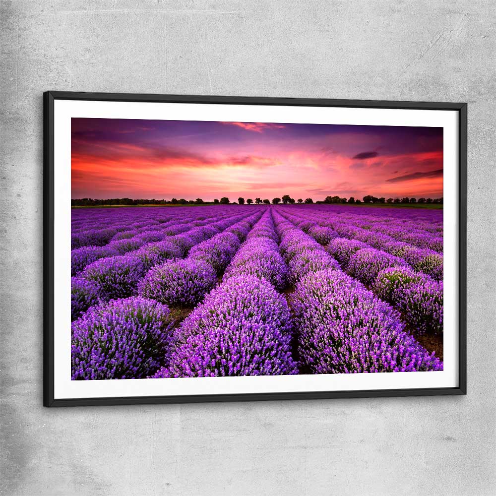 Floral print of Lavender Field with black glass front frame