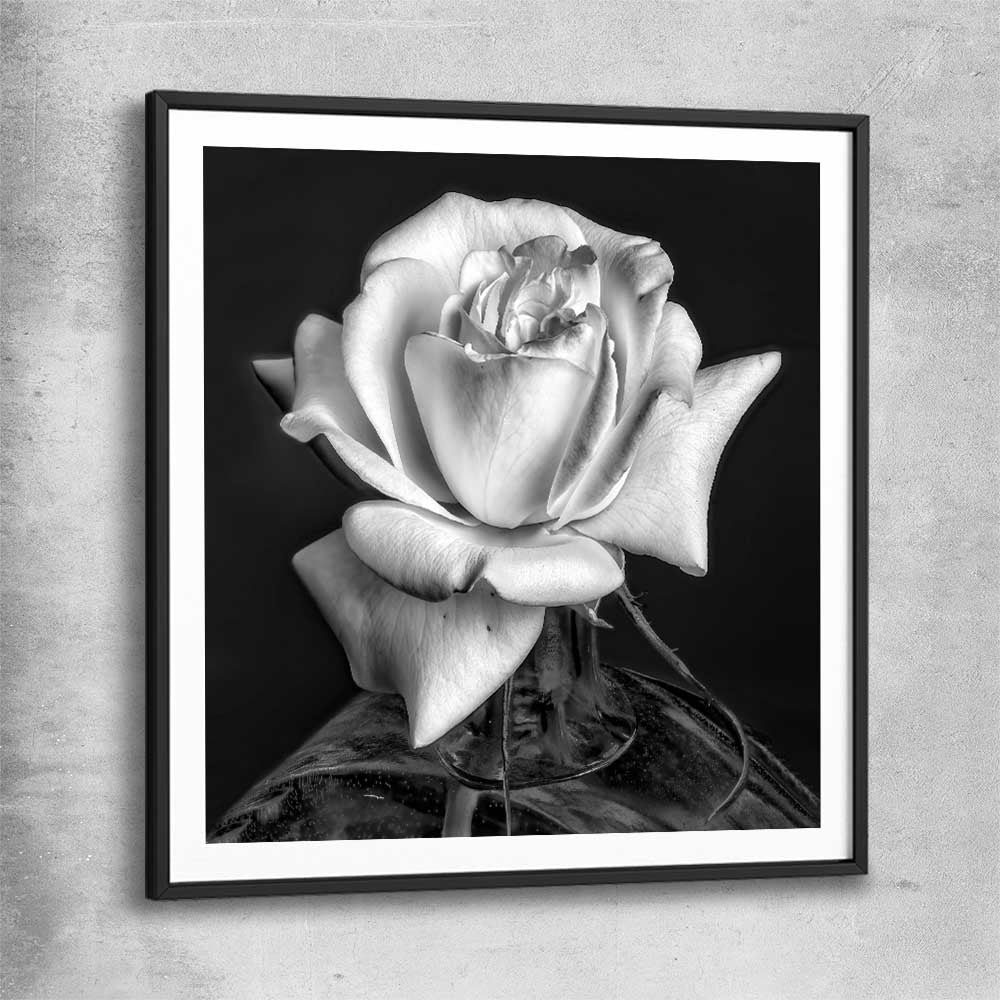 Floral print of Monochrome Rose with black glass front frame