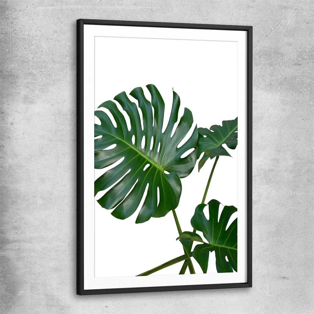 Floral print of Monstera Leaf Two with black glass front frame