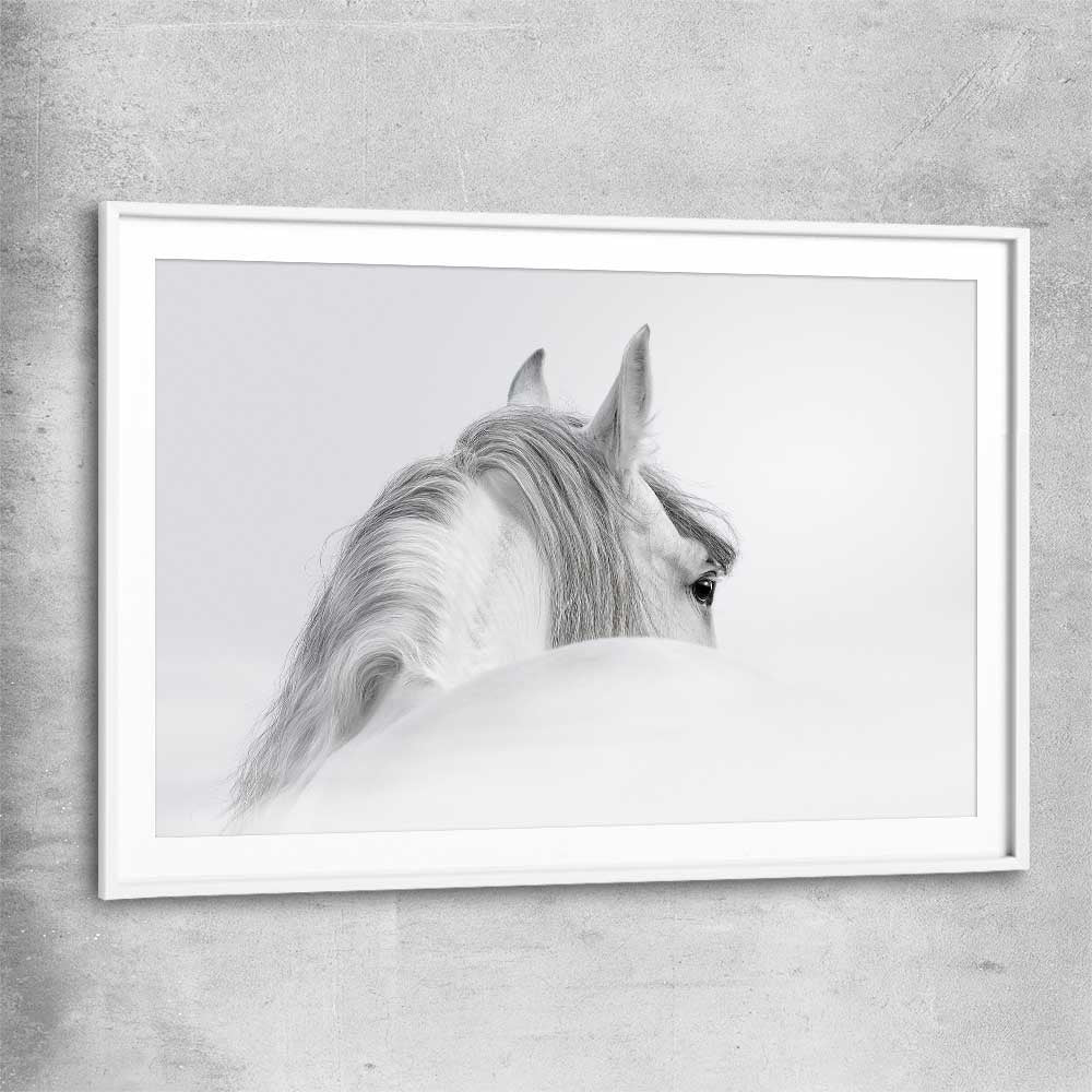 Animal wall art and canvas prints of Andalusian Horse with white glass front frame
