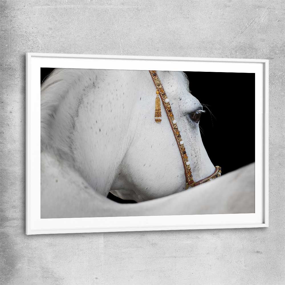 Animal wall art and canvas prints of Arabian Horse with white glass front frame