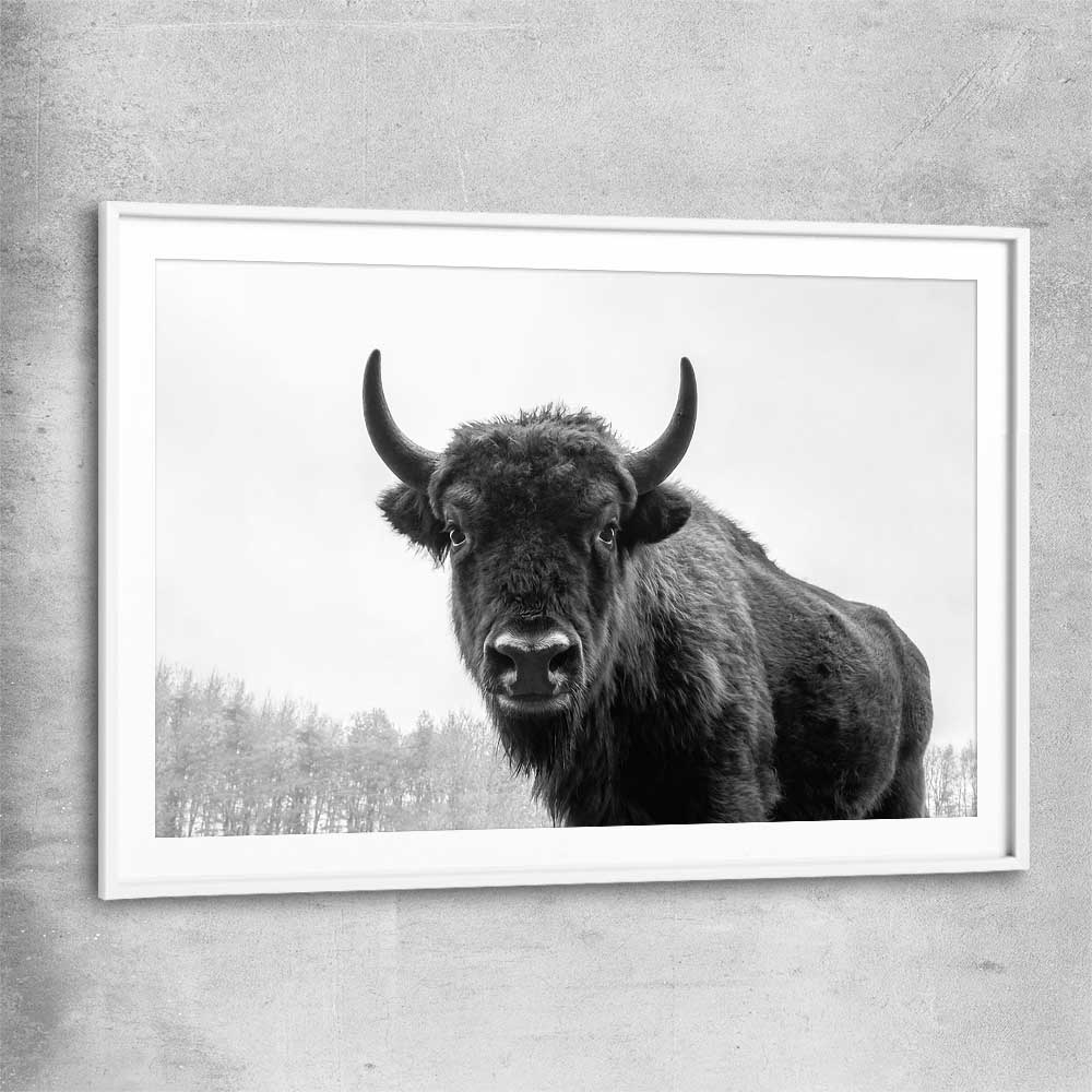 Animal wall art and canvas prints of Buffalo Gaze with white glass front frame