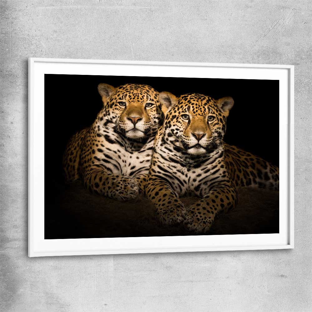 Animal wall art and canvas prints of Calm Jaguar Couple with white glass front frame