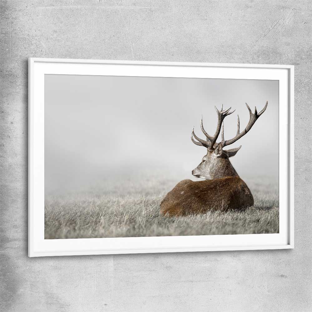 Animal wall art and canvas prints of Deer Solitude with white glass front frame