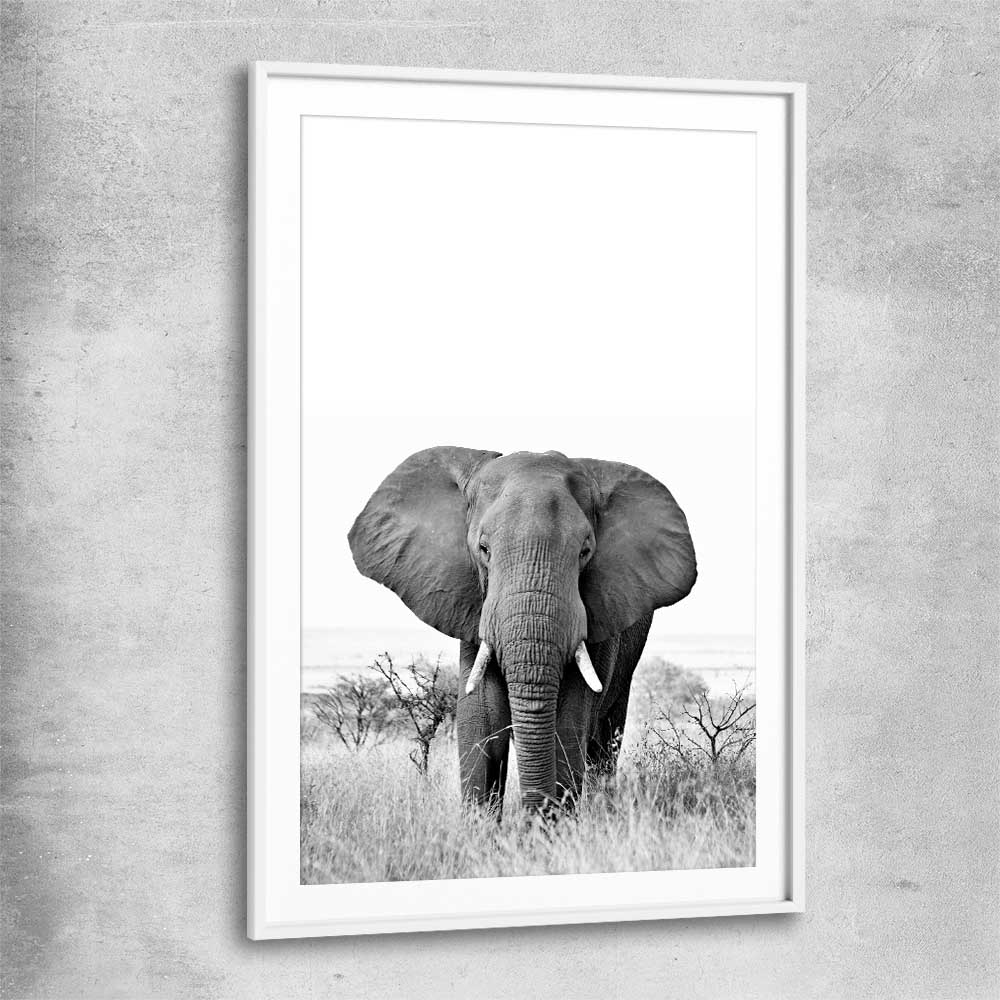 Animal wall art and canvas prints of Elephant Gaze with white glass front frame
