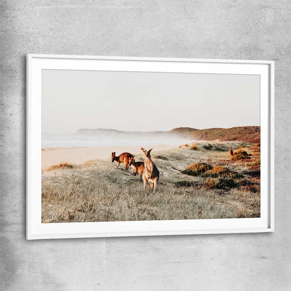 Animal wall art and canvas prints of Grazing Kangaroos with white glass front frame