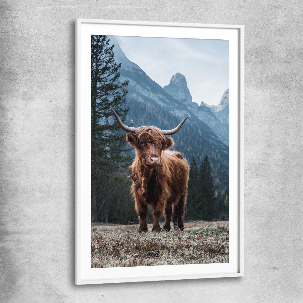 Animal wall art and canvas prints of Growing Highland with white glass front frame