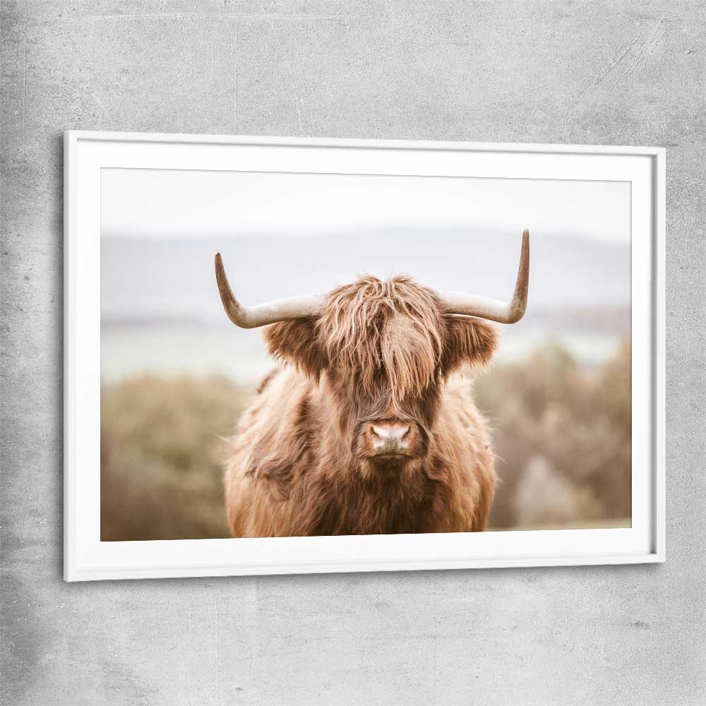 Animal wall art and canvas prints of Highland Cow with white glass front frame
