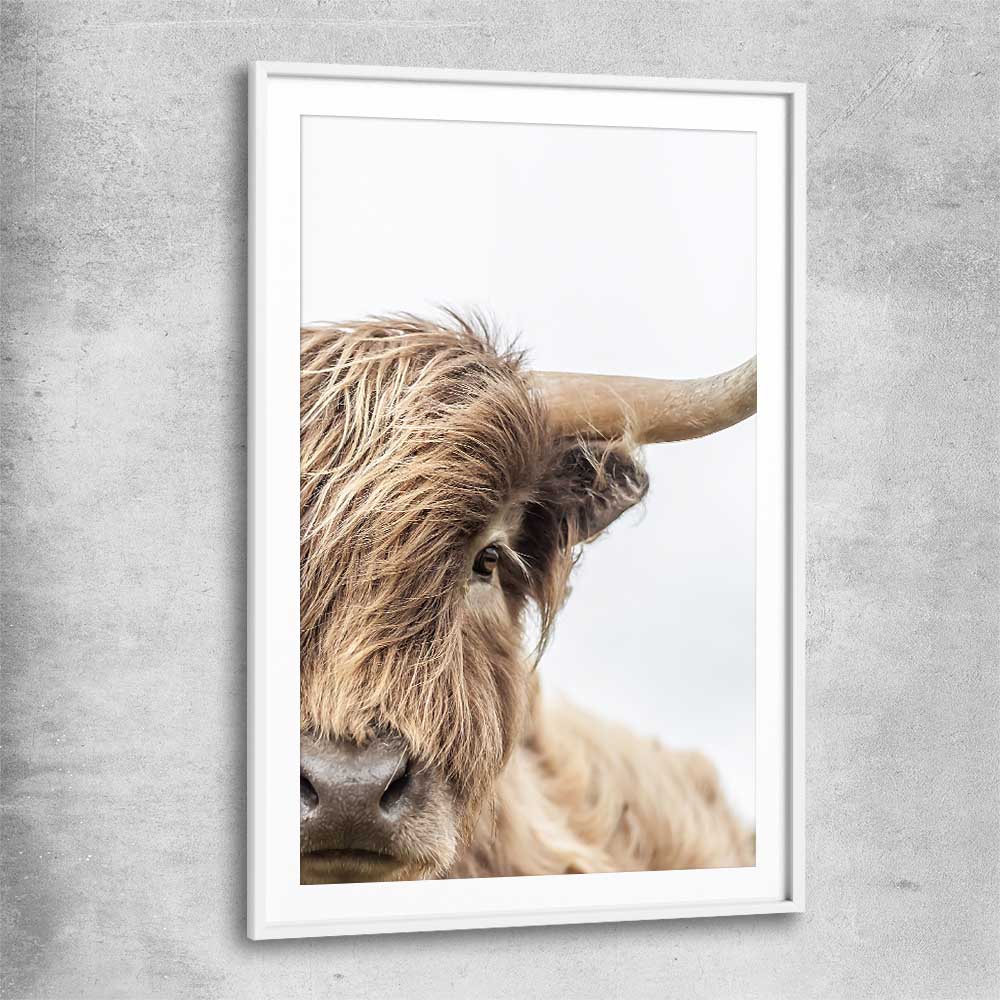 Animal wall art and canvas prints of Highland Graze with white glass front frame