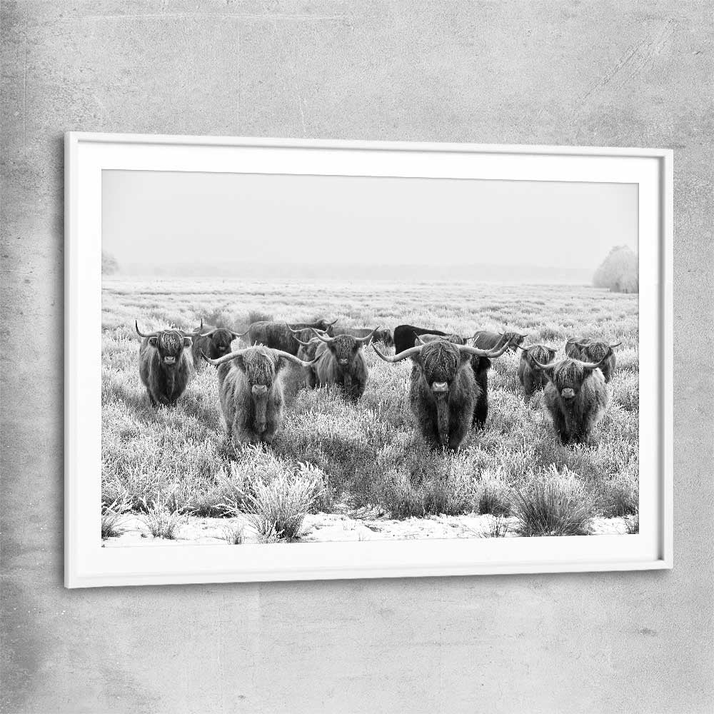 Animal wall art and canvas prints of Highland Monochrome with white glass front frame