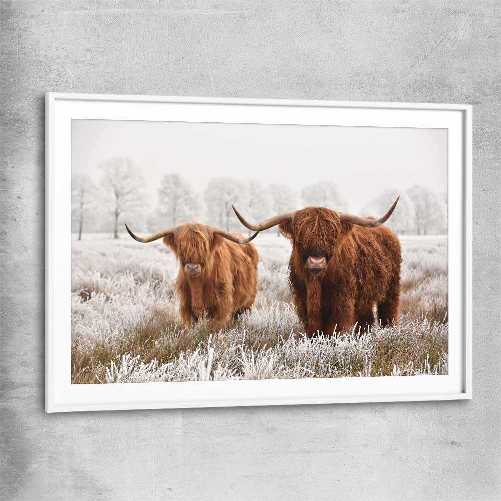 Animal wall art and canvas prints of Highland Pack with white glass front frame