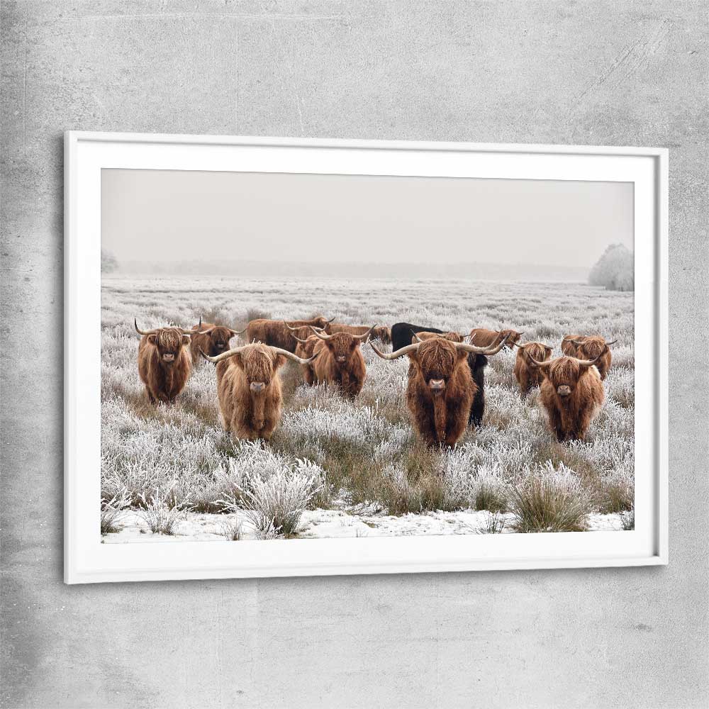 Animal wall art and canvas prints of Highland Ranges with white glass front frame